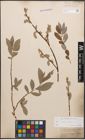 Foto von Salix caprea L. x Salix purpurea L.